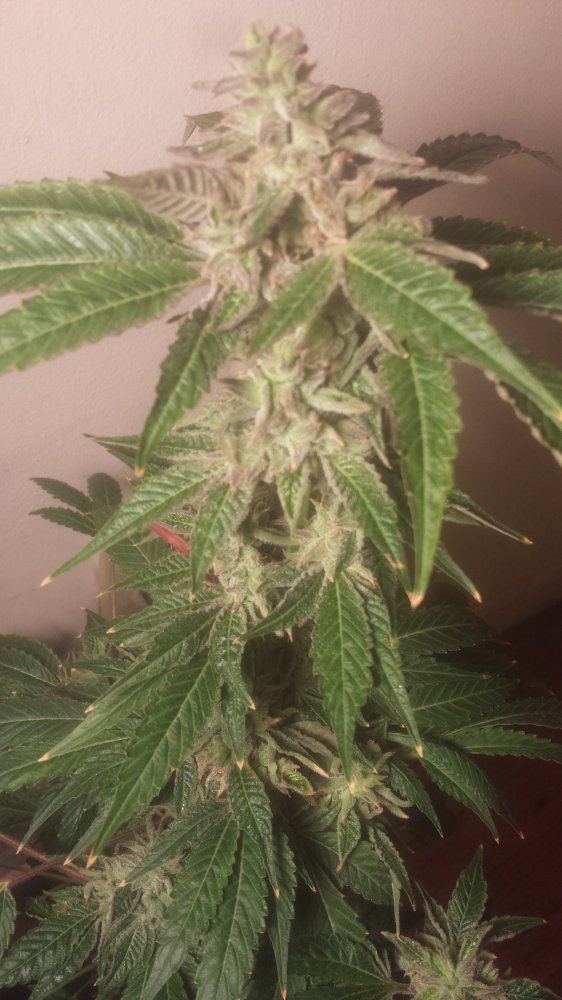 Hypercherrypie355daysdankcherry122317