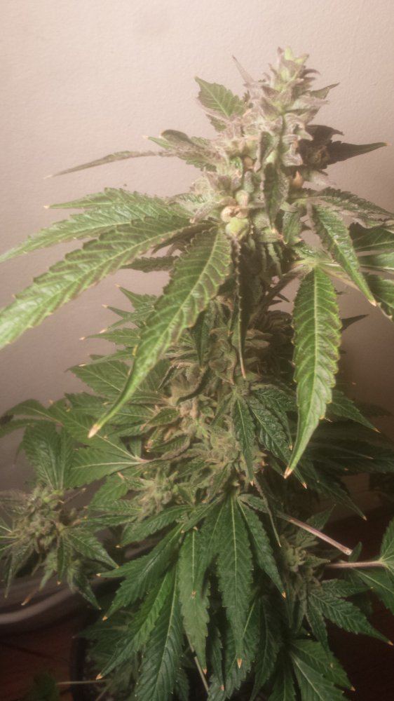 HyperCherryPie3cherrypheno58days122717