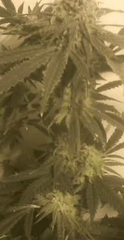 Hypercherrypie40days12117