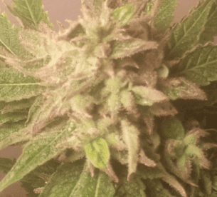 HyperCherryPie53dayshitHCP122117
