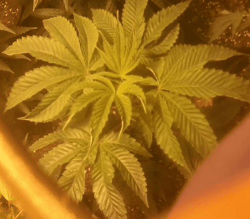 Hypercherrypielookinfemale11317