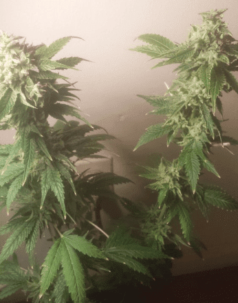Hypercherrypies1pot56days122417