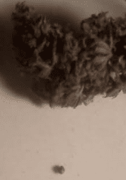 HyperGlue1seed