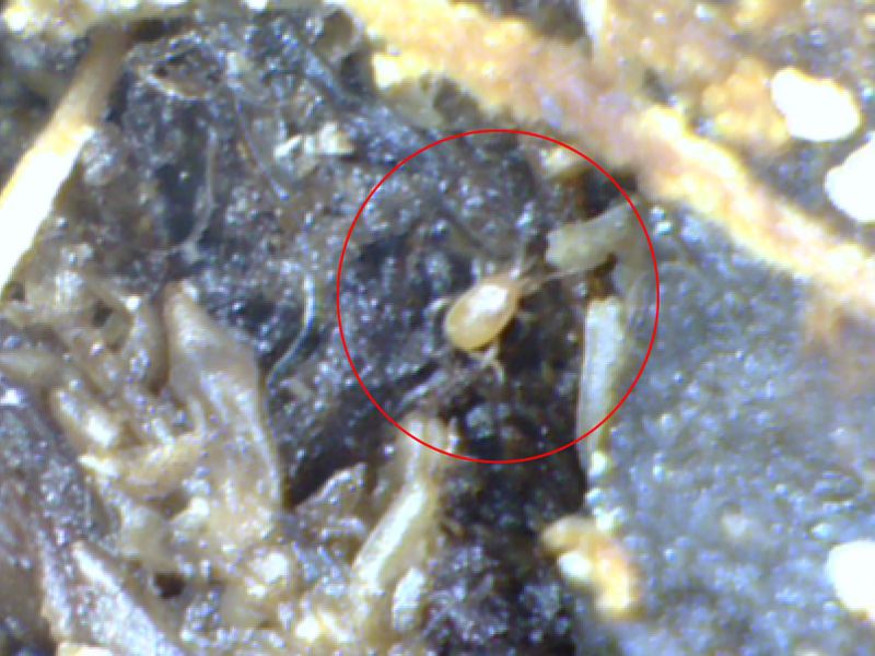 Hypoaspis mile