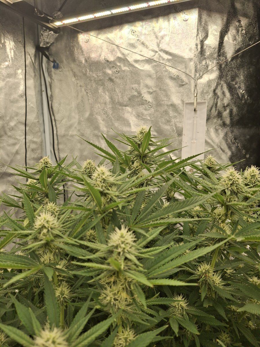 I cant wait until these babys are ripe