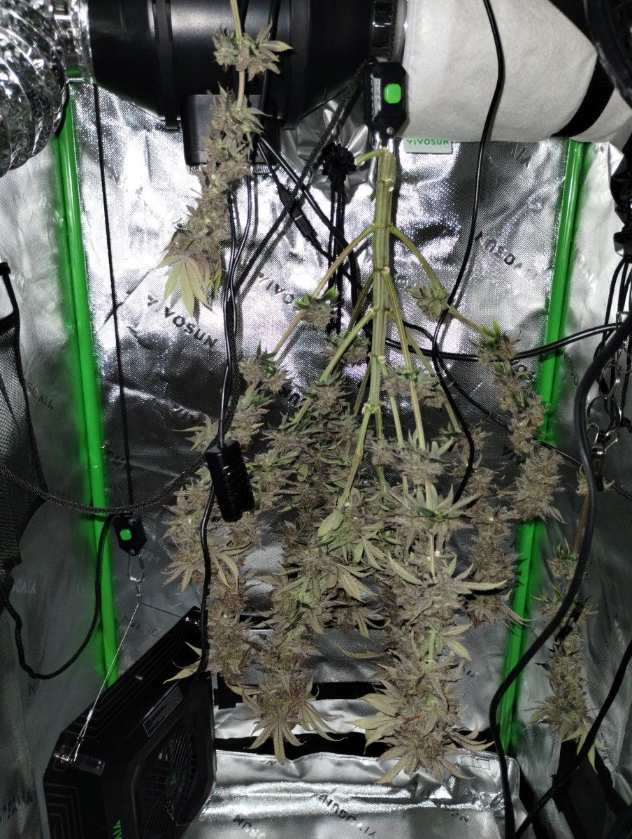 I finally harvested what do you think of the drying conditions 3