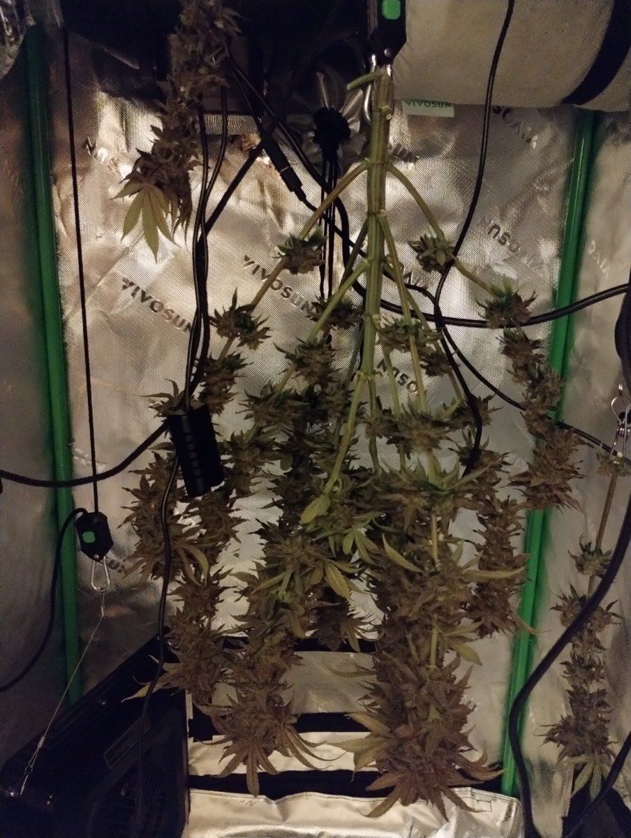 I finally harvested what do you think of the drying conditions 4
