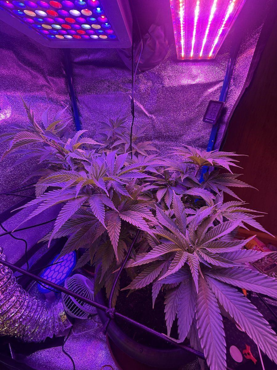 I flipped 4 weeks ago to flower 4
