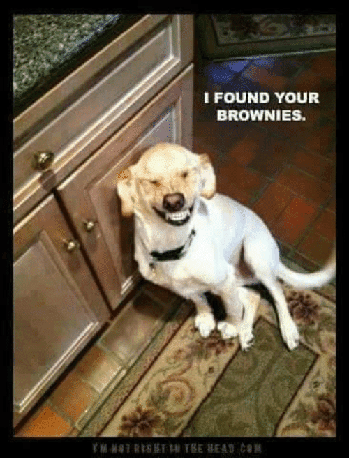 I found your brownies 7869418