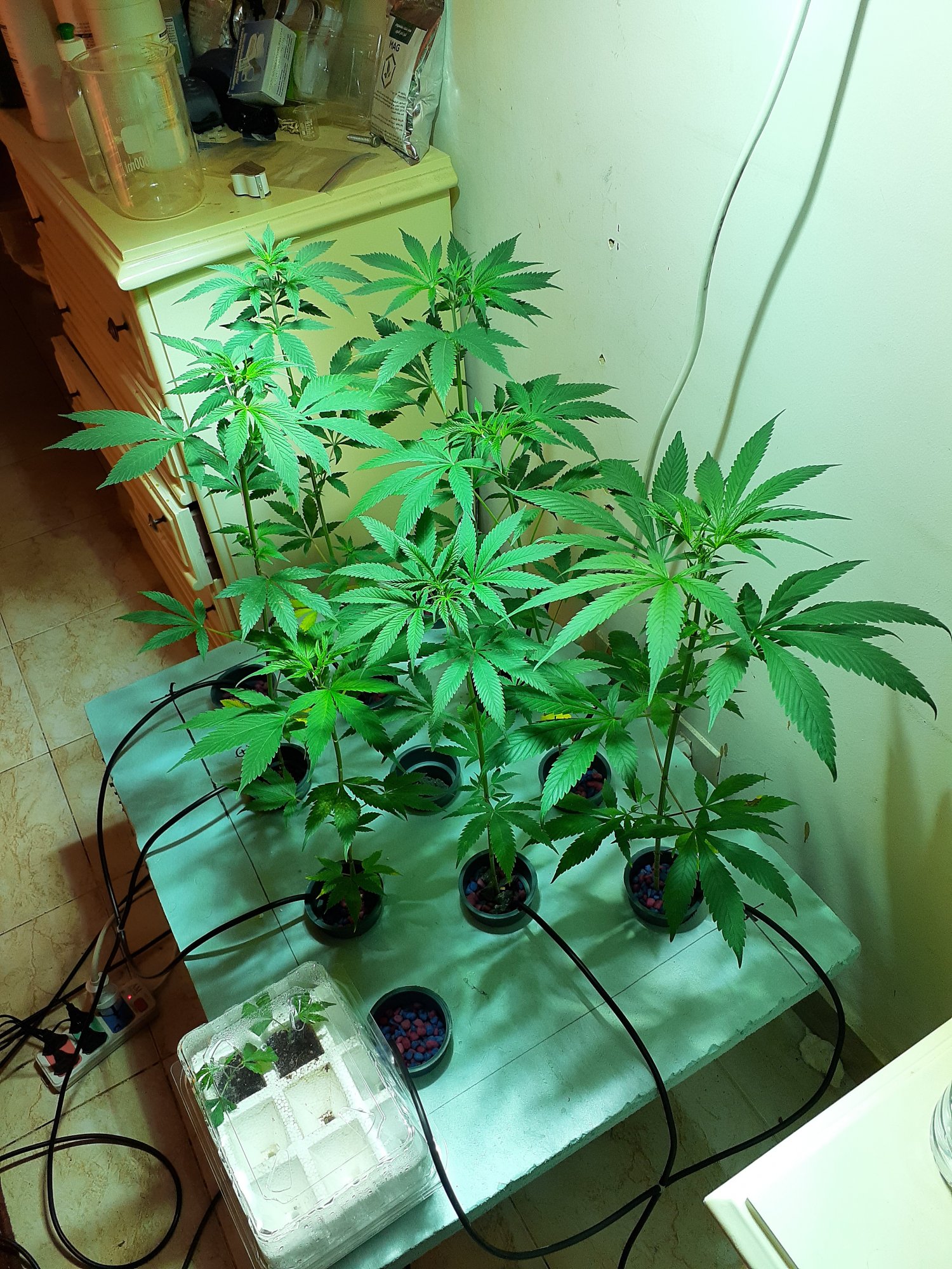I grabbed some seeds from sinai first grow     indica or sativa 2