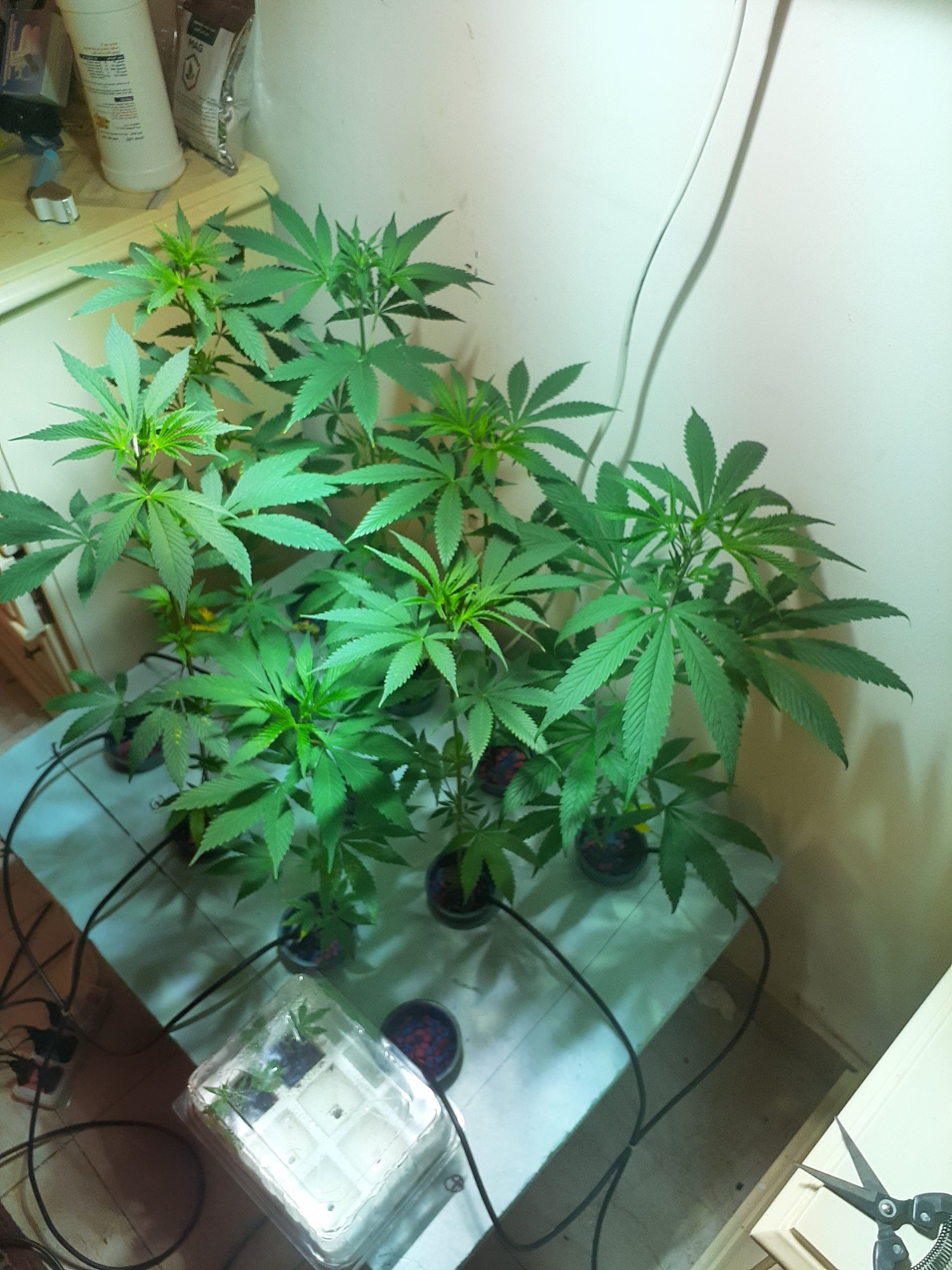 I grabbed some seeds from sinai first grow     indica or sativa