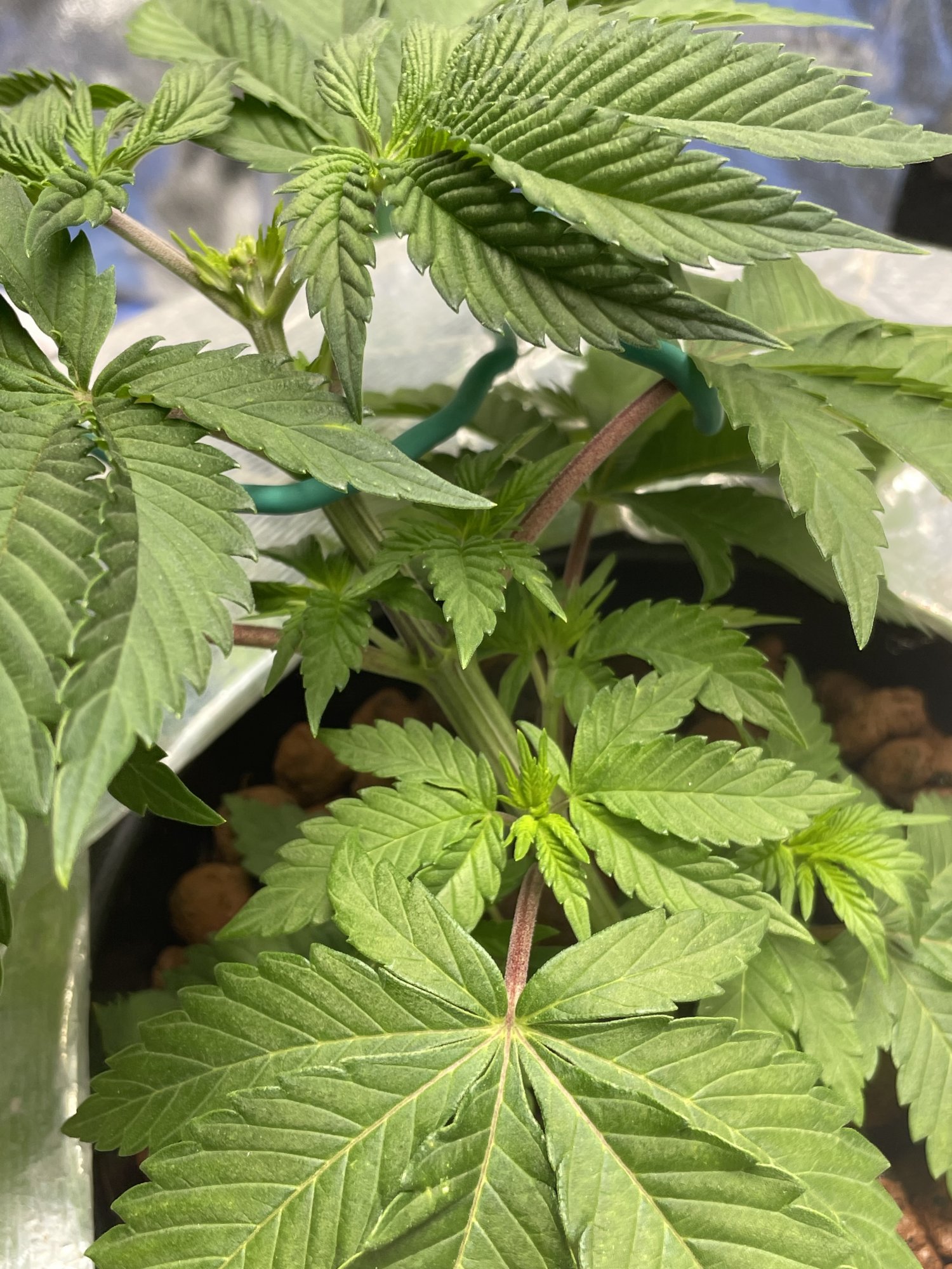 I have a dumb question about topping 2