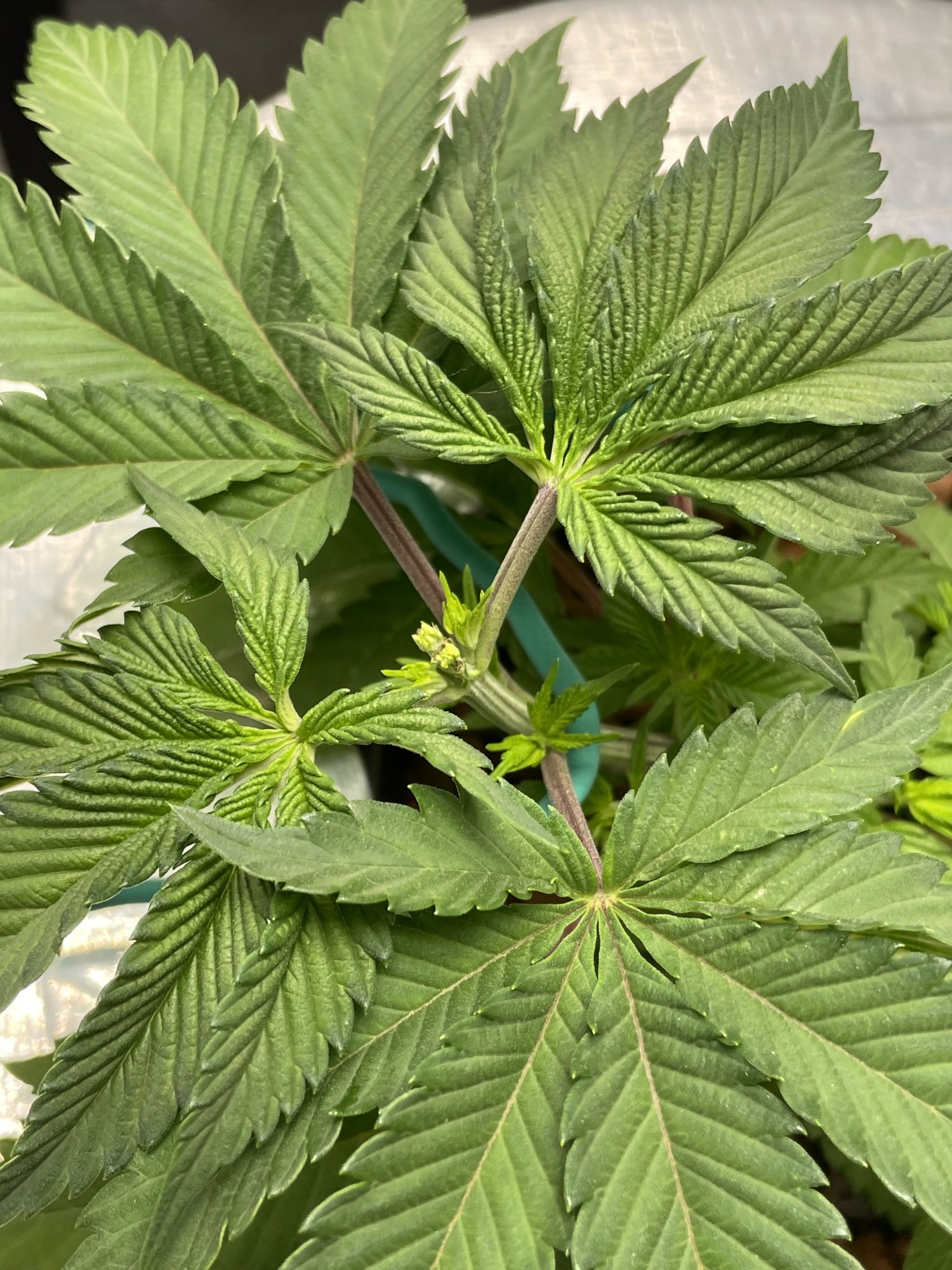 I have a dumb question about topping