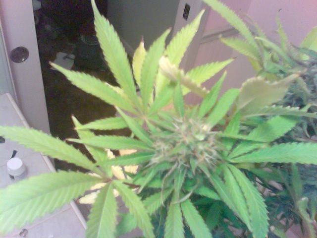 I have herming plants almost done flowering 2