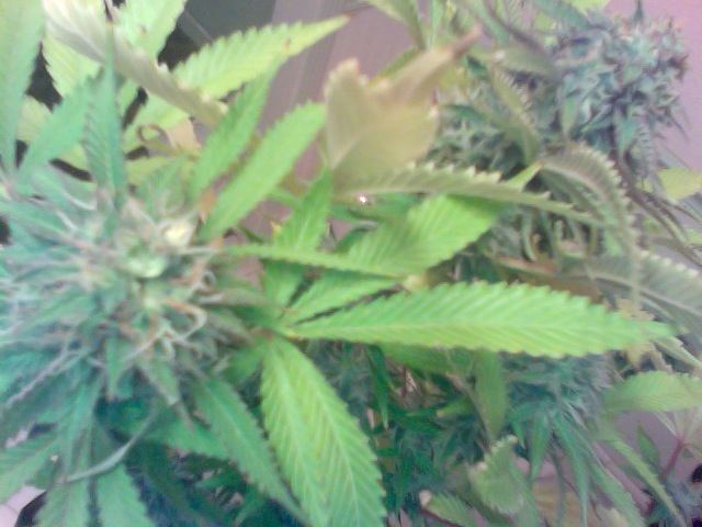 I have herming plants almost done flowering