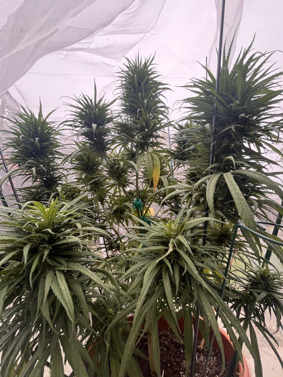 I have to much nitrogen not plant too leafy 2