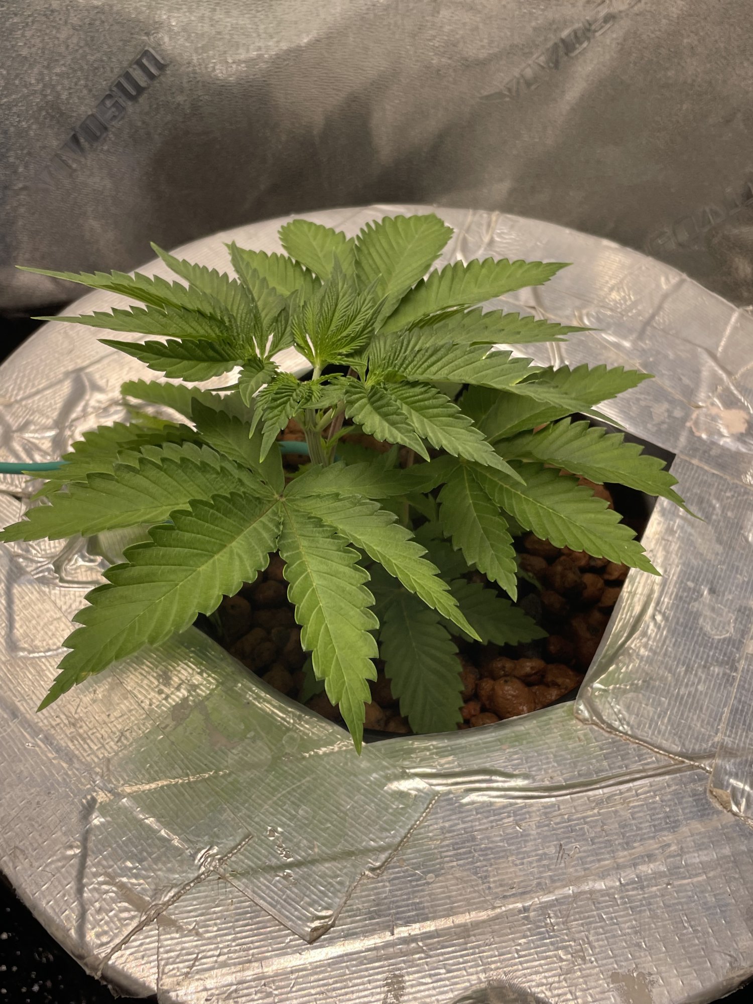 I just topped her can i scrog now