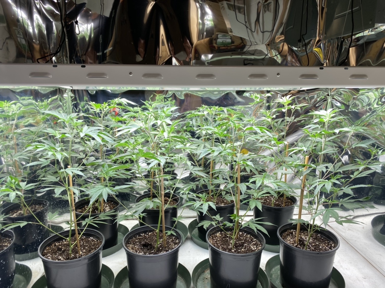 I like big budz 2