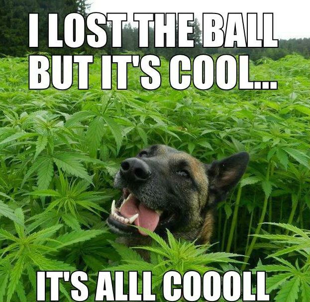 I lost my ball but its cool