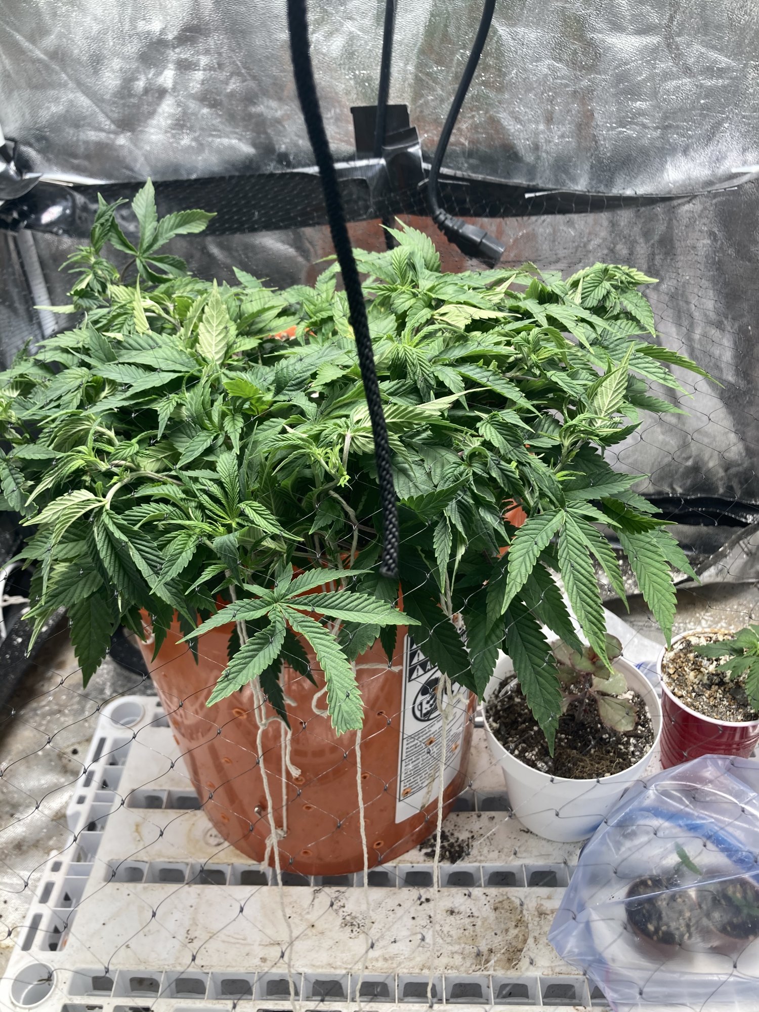www.thcfarmer.com