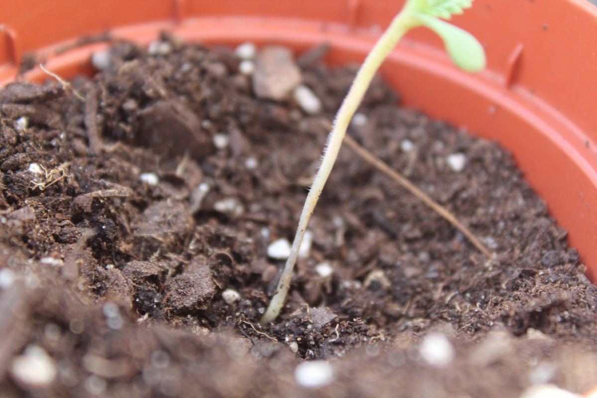 I need advice on dying seedlings 2