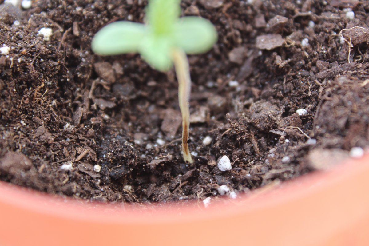 I need advice on dying seedlings