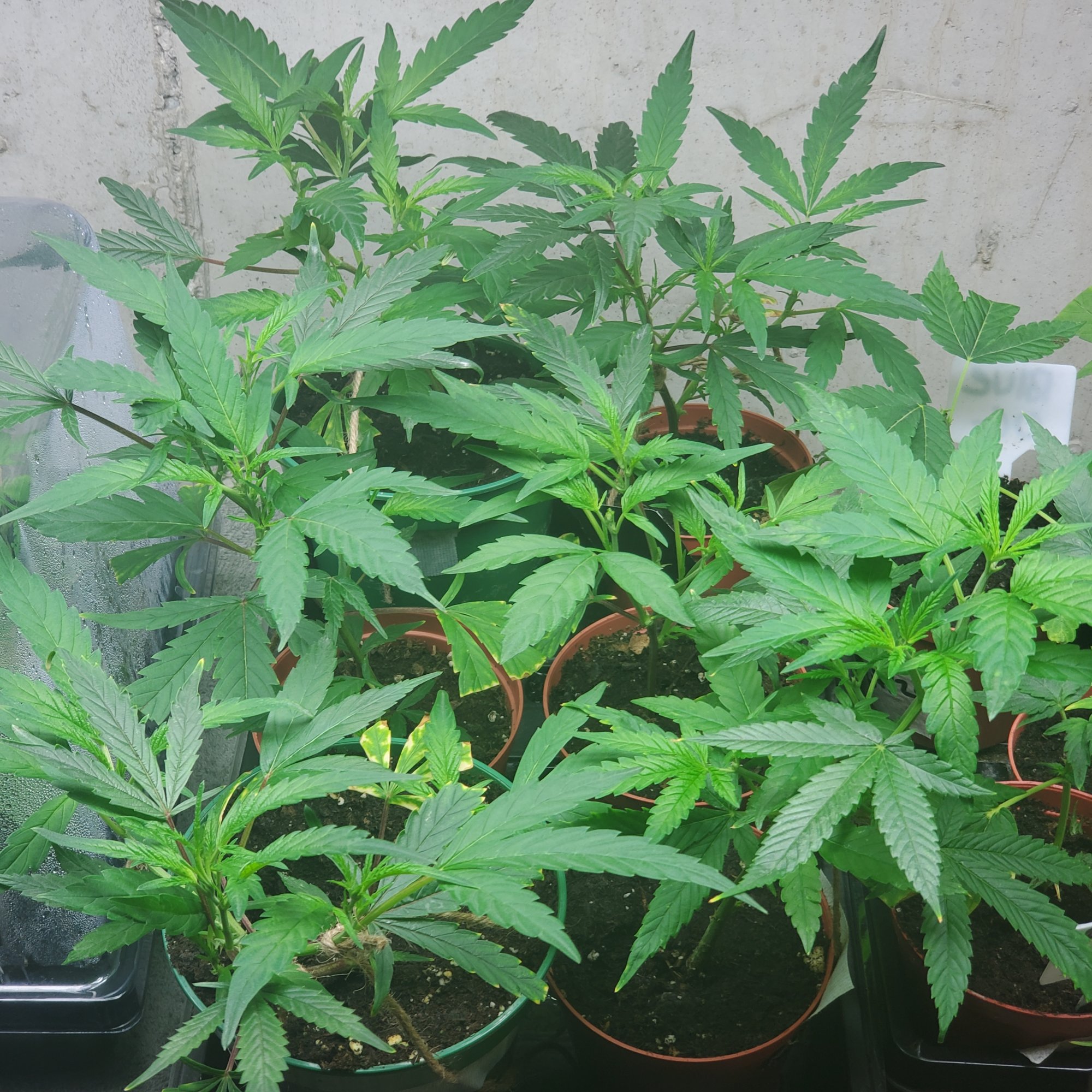 I need advice on growing mother plants 2