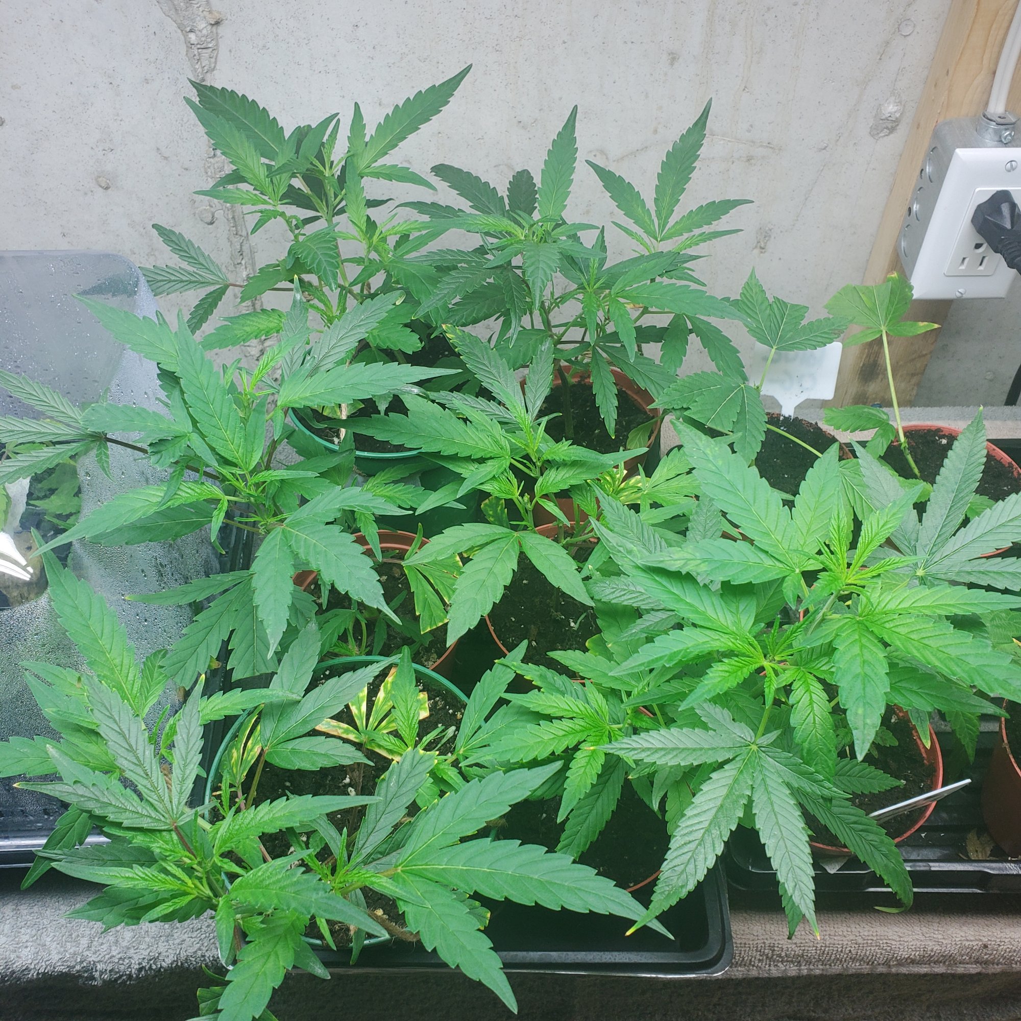 I need advice on growing mother plants 3