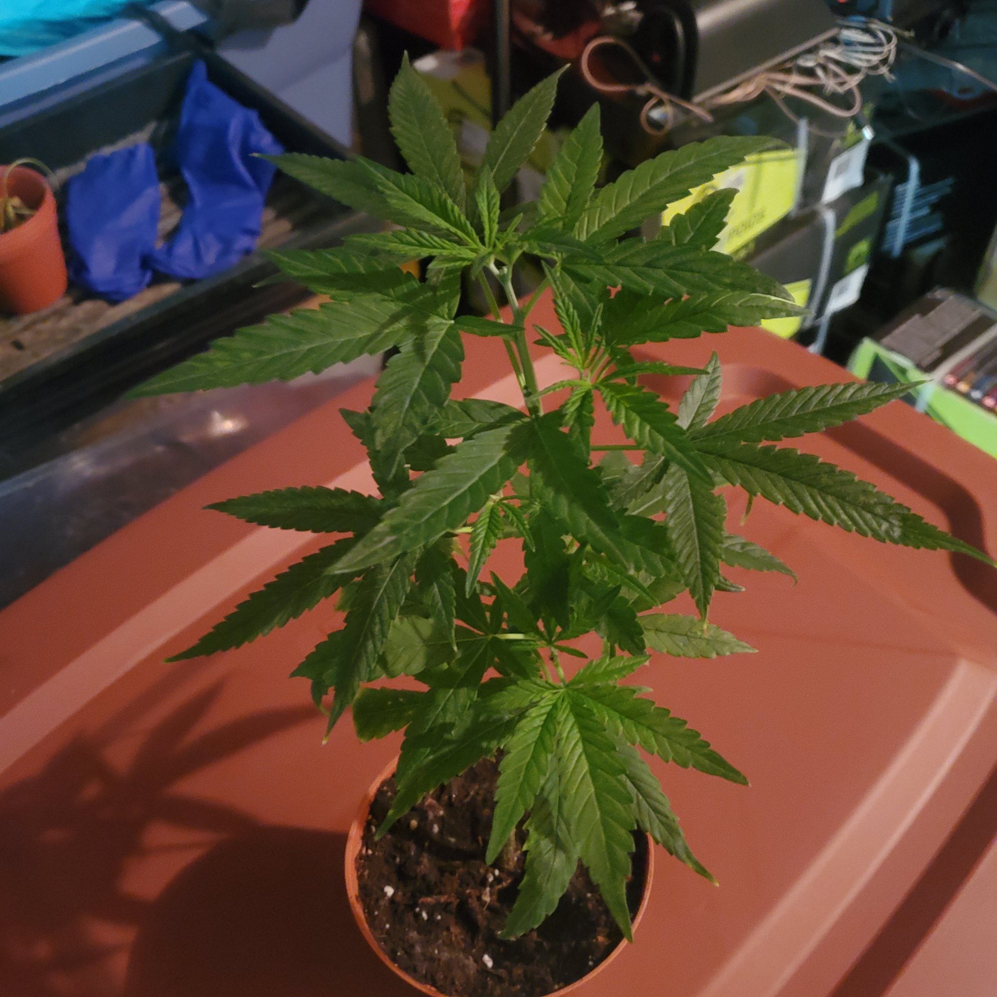 I need advice on growing mother plants