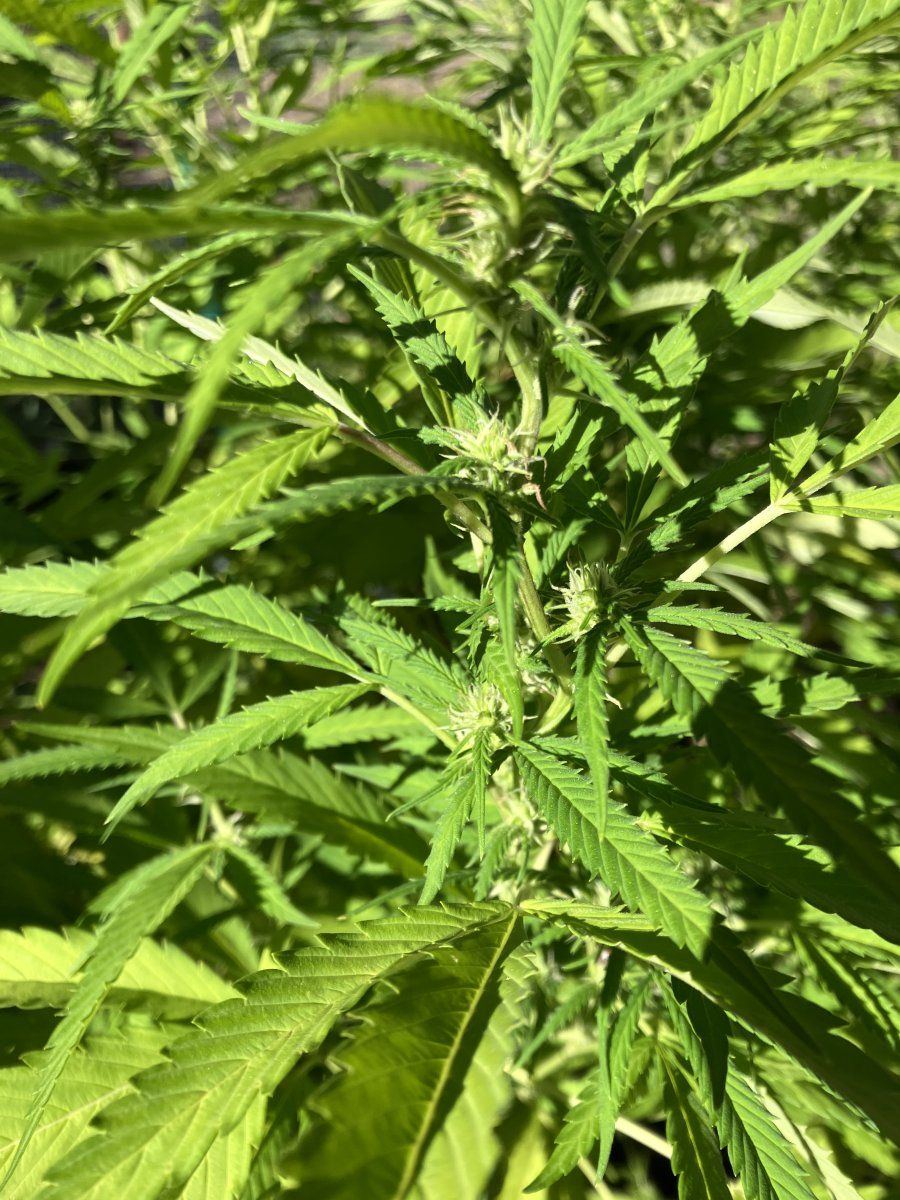 I need consultation about my flowering cannabis 2