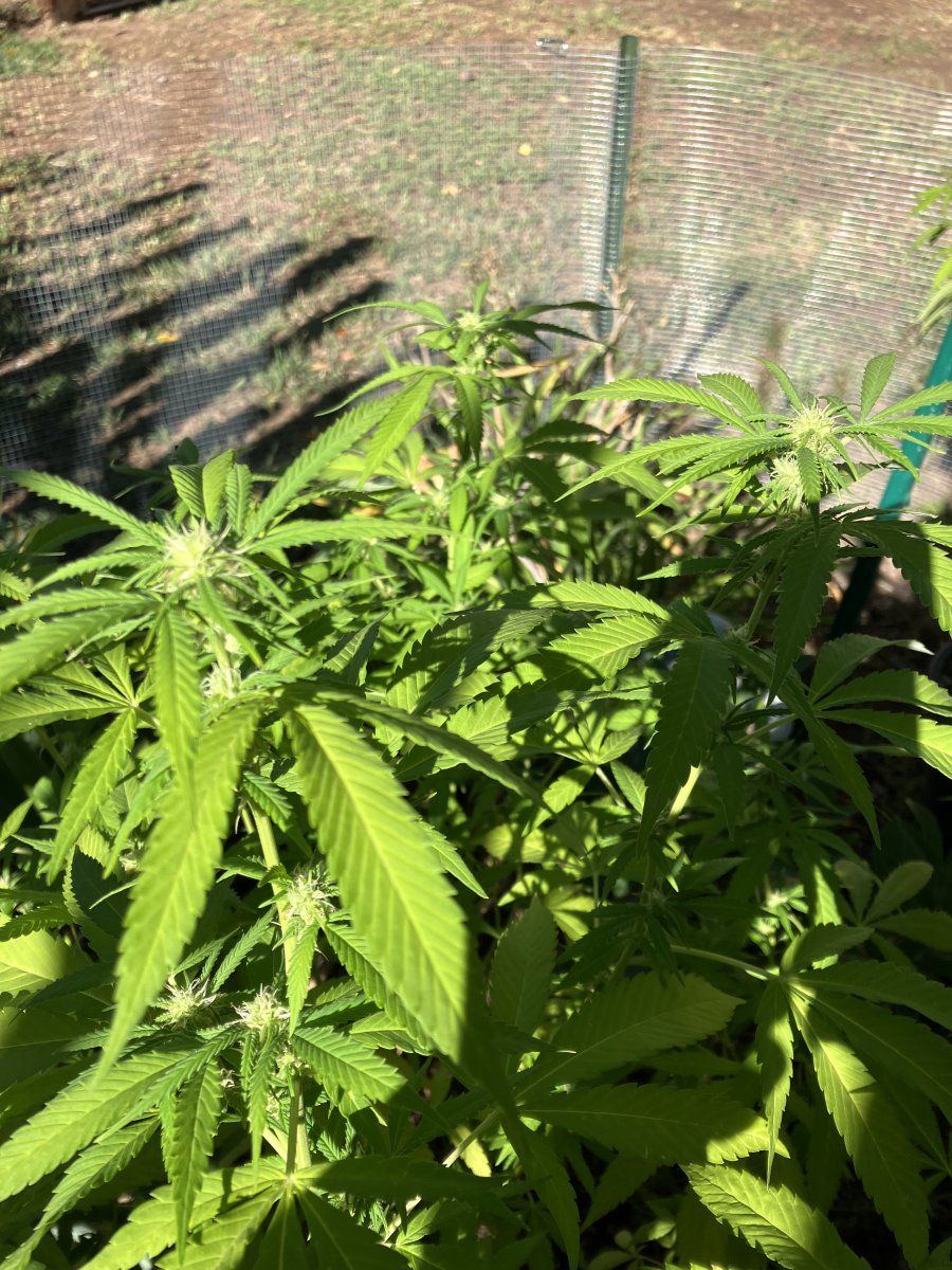 I need consultation about my flowering cannabis 3