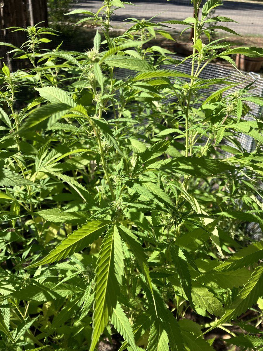 I need consultation about my flowering cannabis