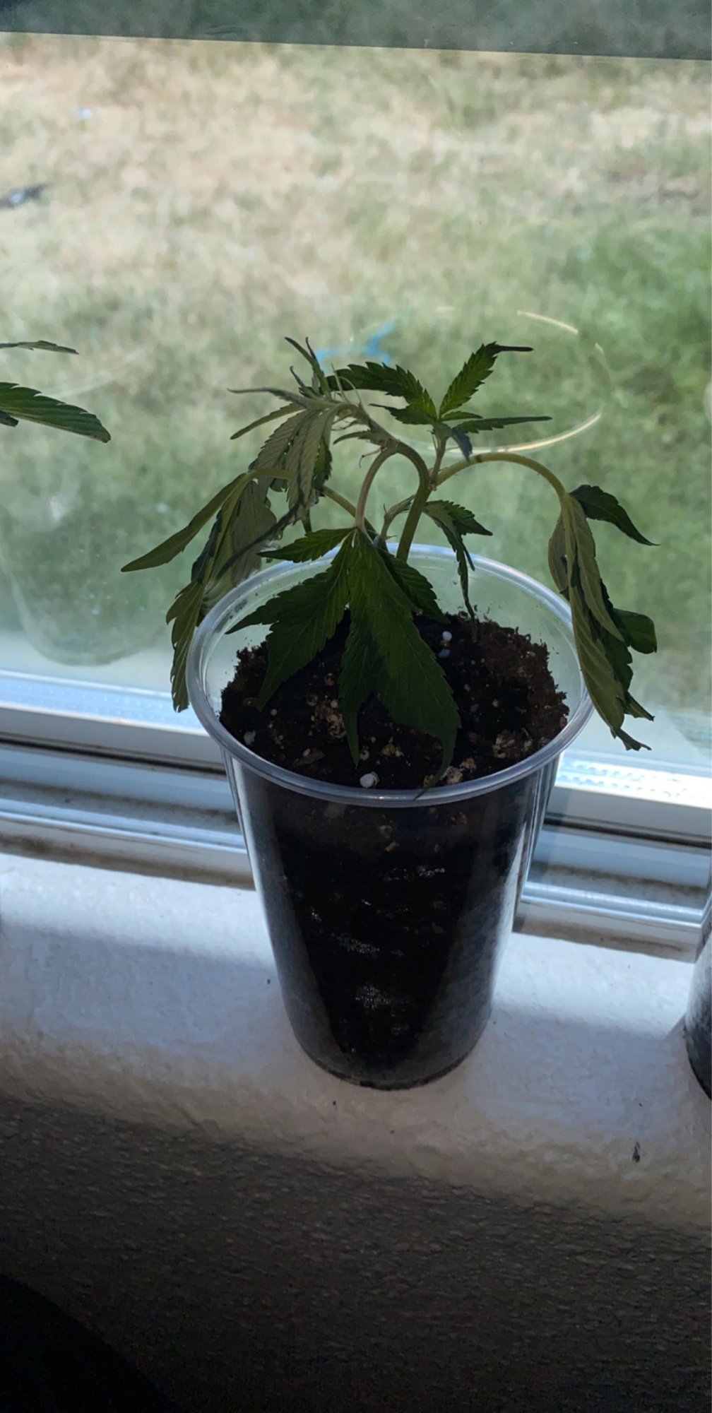 I need help asap severely drooping plant