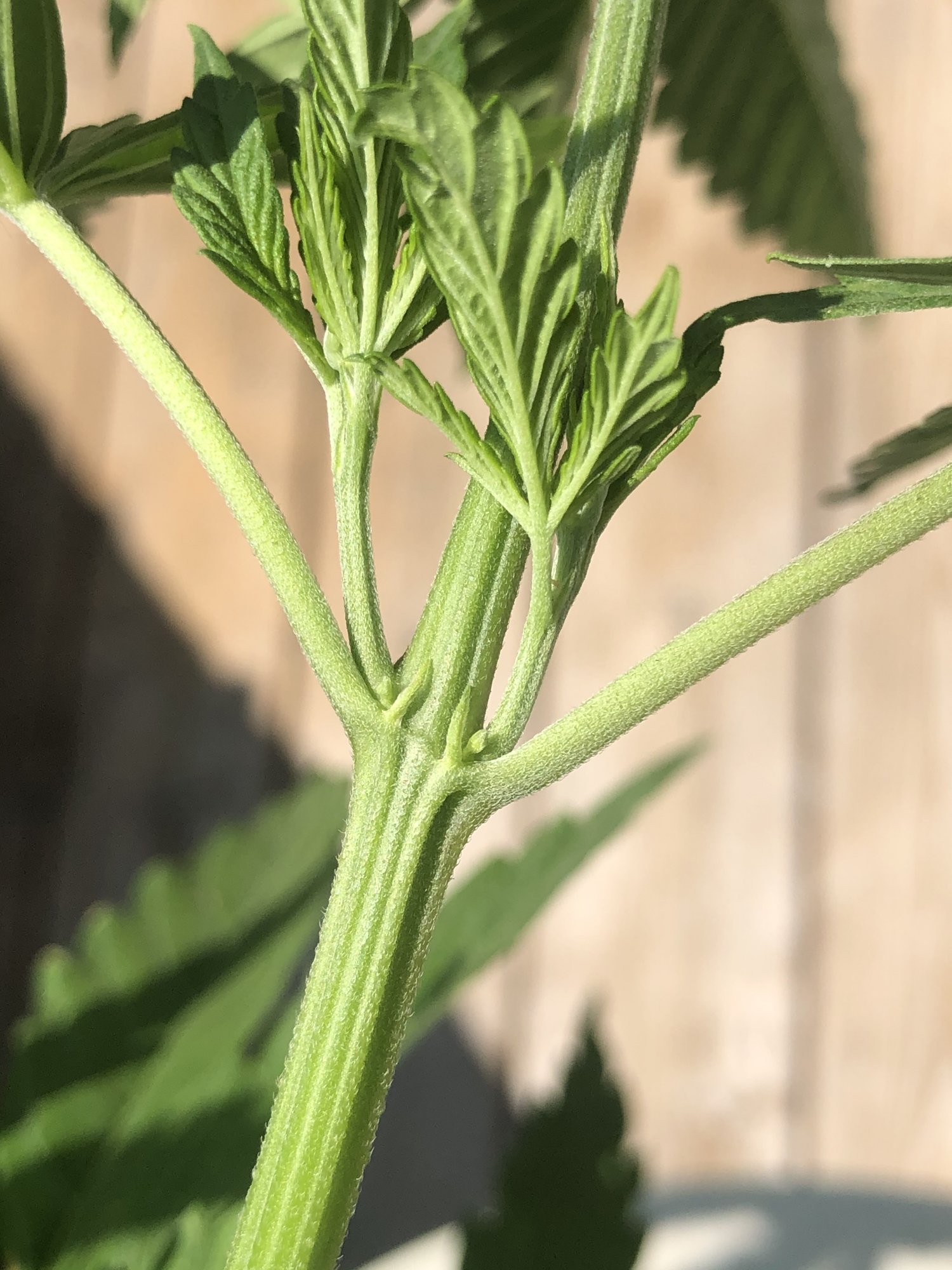 I need help determining sex and i think it might be ready 2