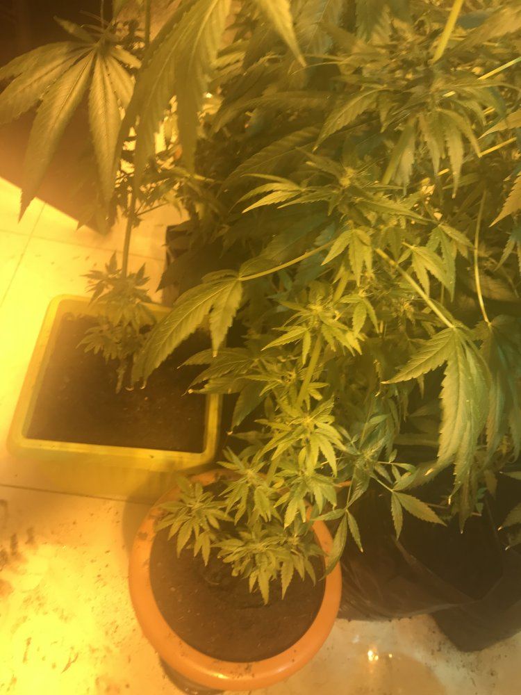 I need help first time grower 10