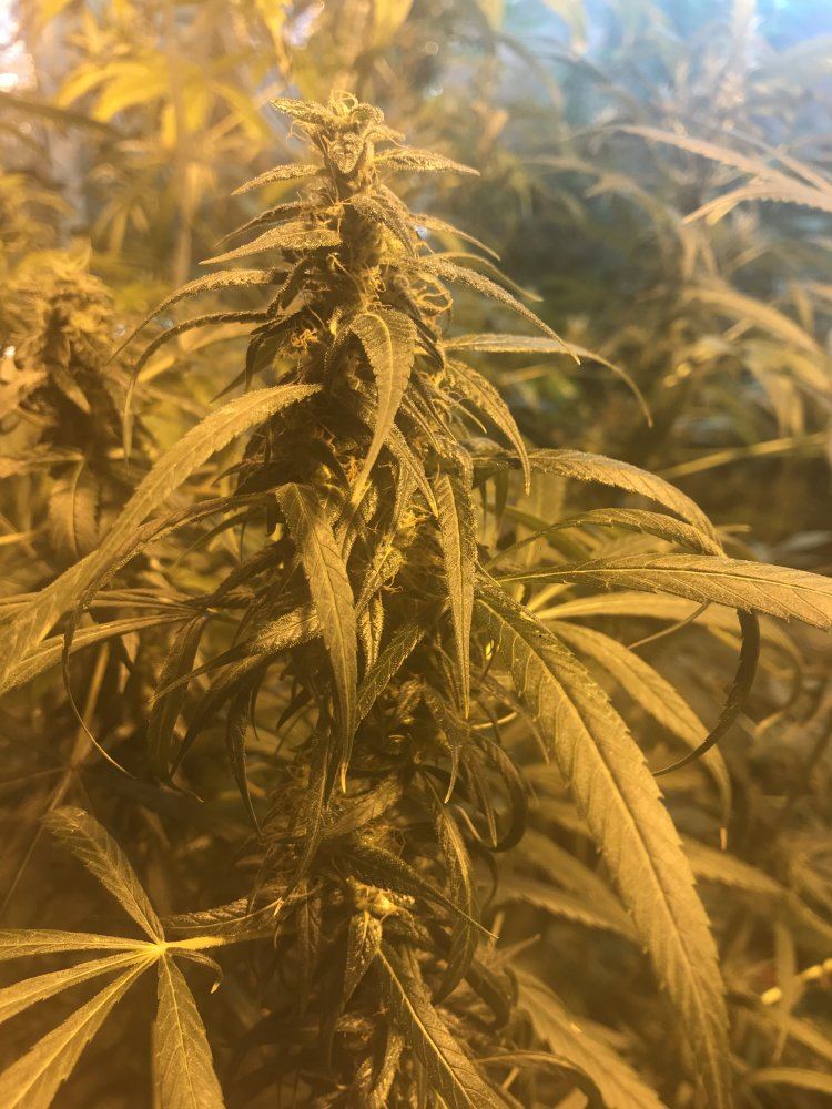 I need help first time grower 3