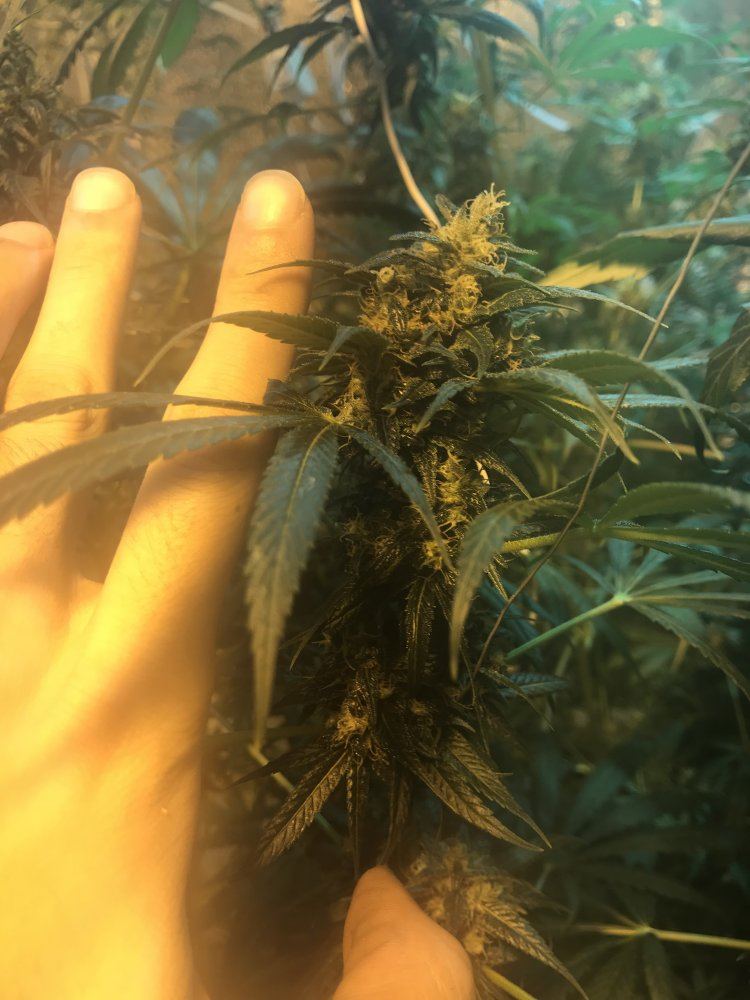 I need help first time grower 6