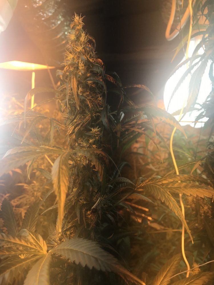 I need help first time grower 8