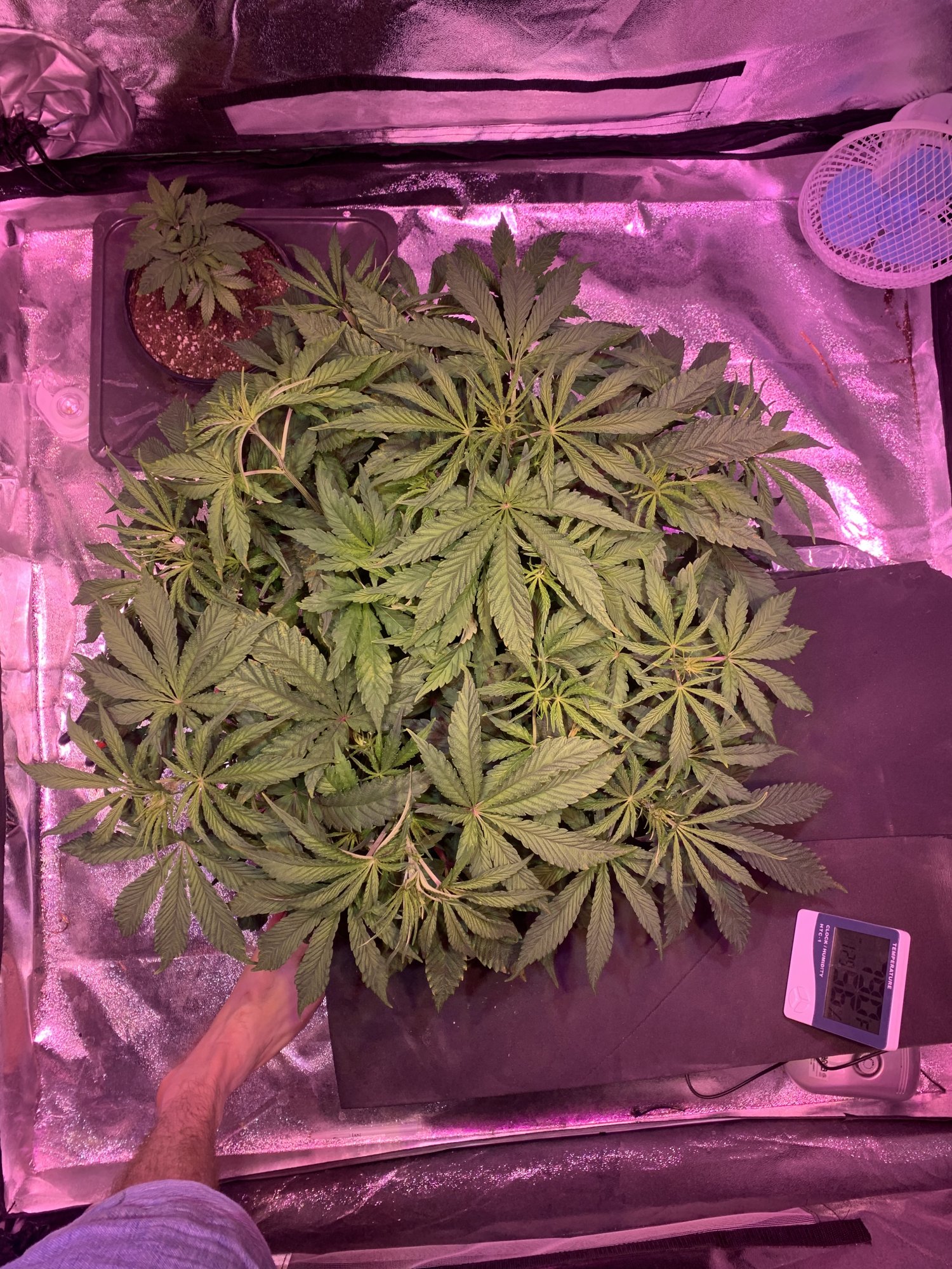 I need help for my second grow opinions wanted 3