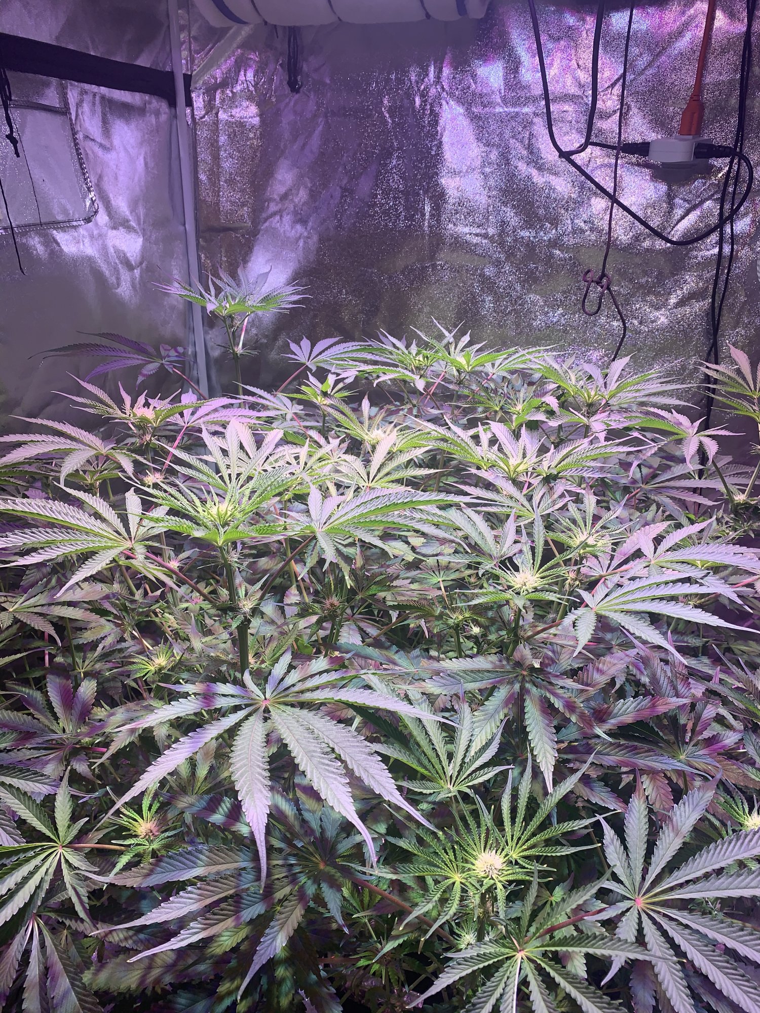 I need help for my second grow opinions wanted 4