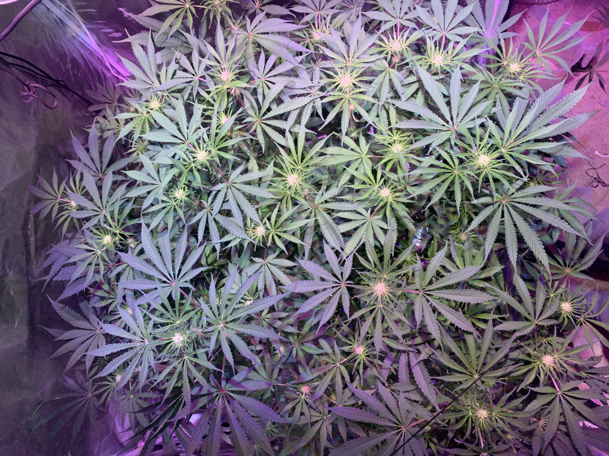 I need help for my second grow opinions wanted 5