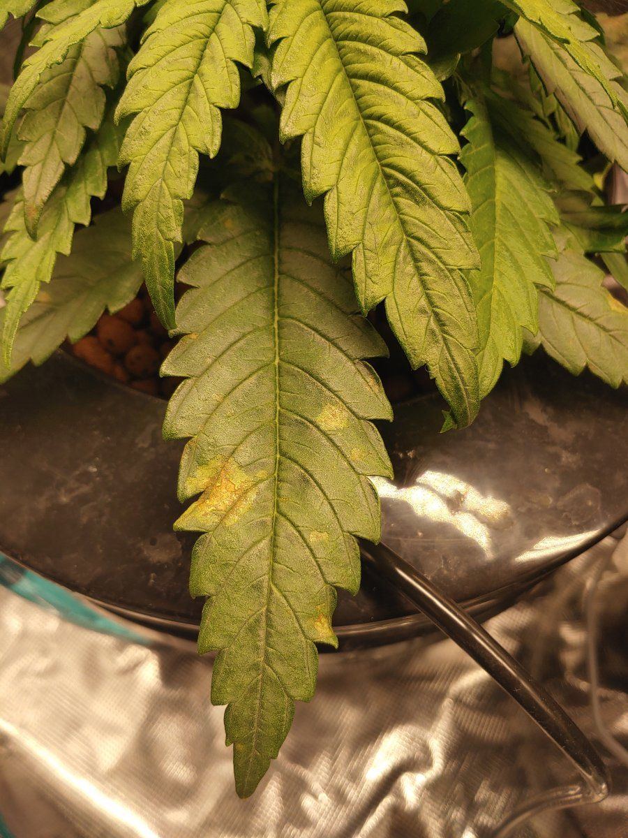 I need help identifying leaf problem 3