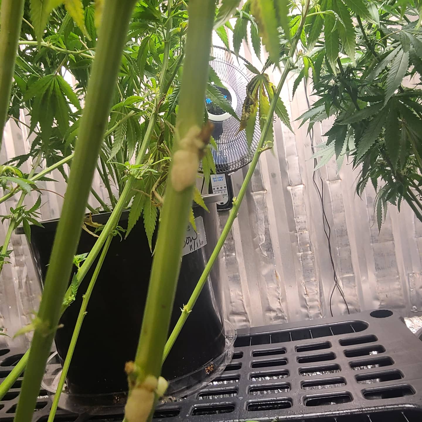 I need help identifying some growths on my plant 2