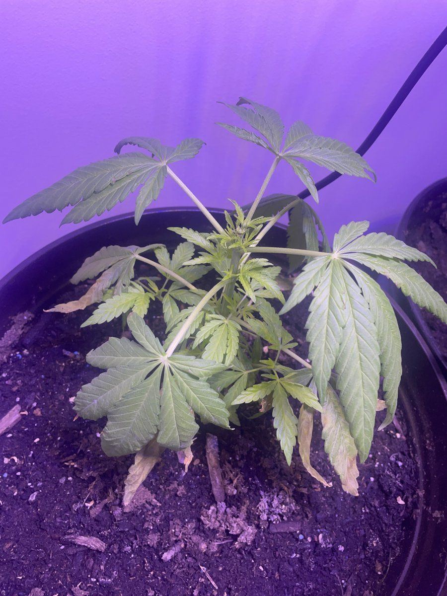 I need help im a very new grower and cant seem to diagnose the problem on my plants alone 2