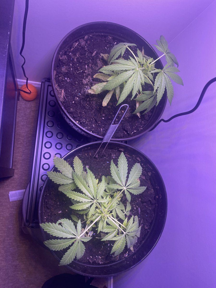 I need help im a very new grower and cant seem to diagnose the problem on my plants alone 3