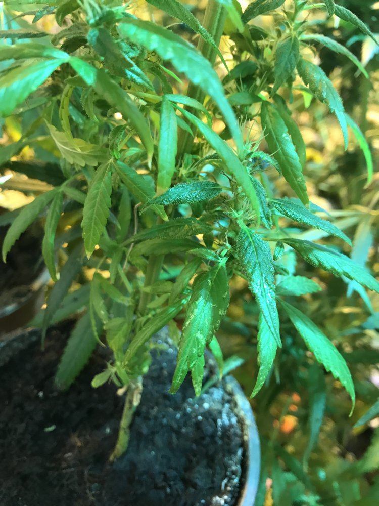 I need help its urgent 7 weeks into flowering 2