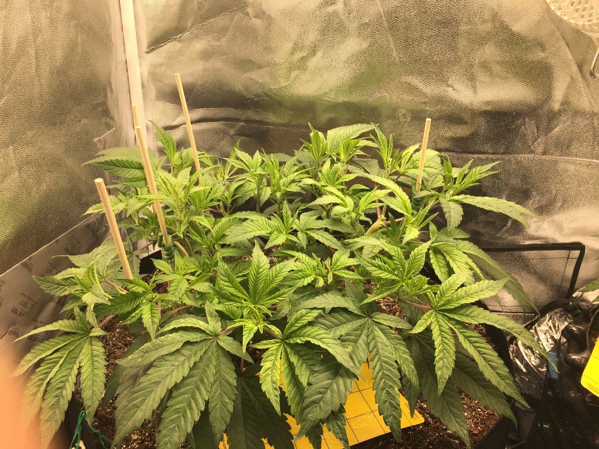 I need help please with this leaf issue 3