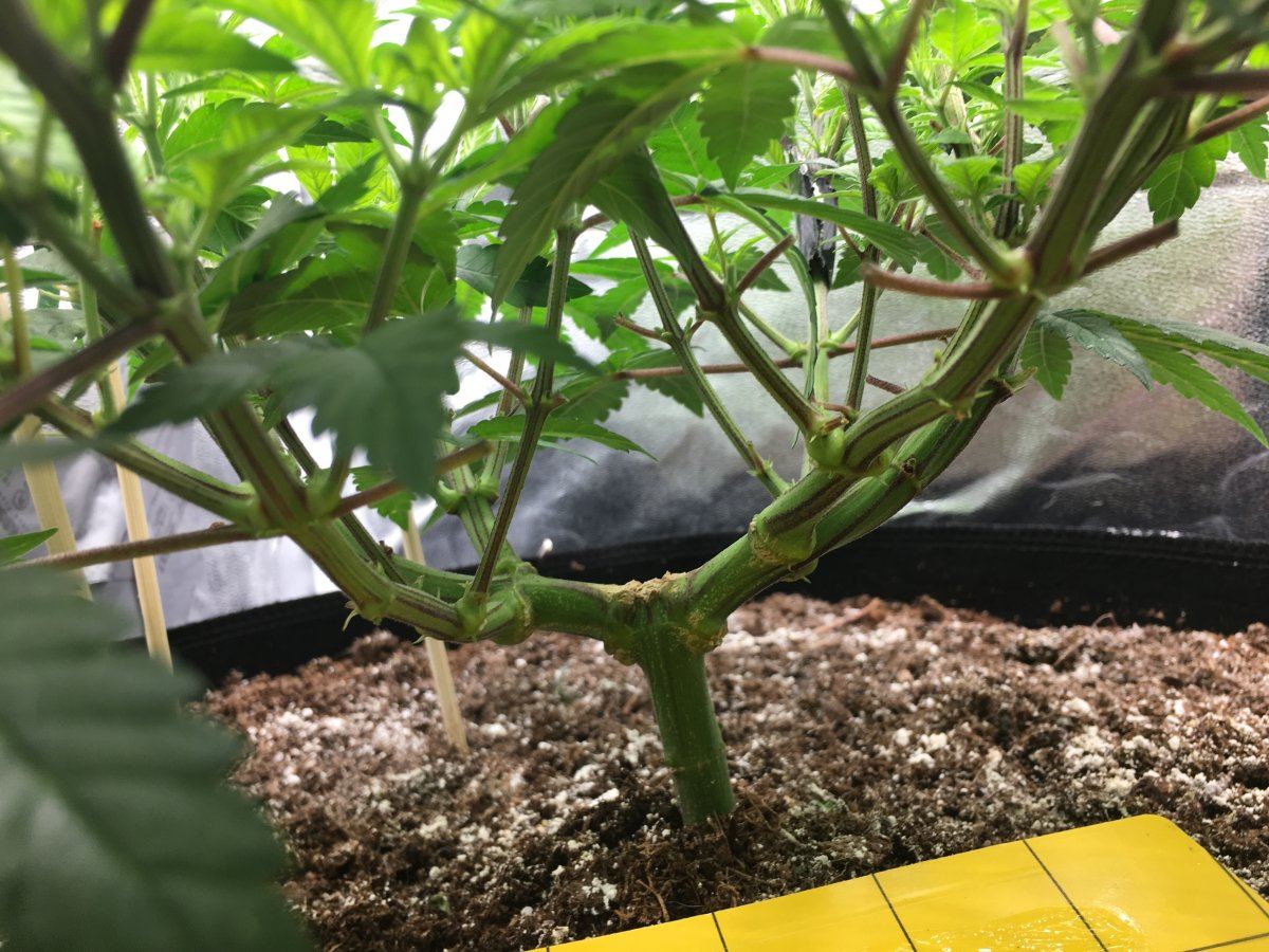I need help please with this leaf issue 4