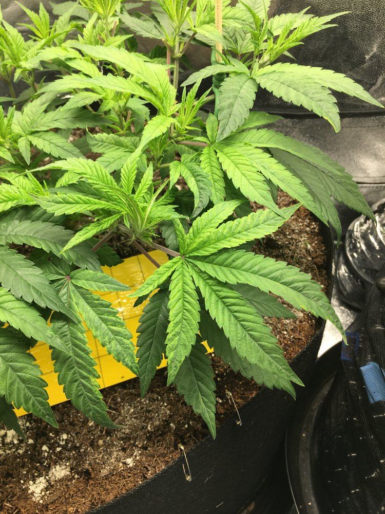 I need help please with this leaf issue 5
