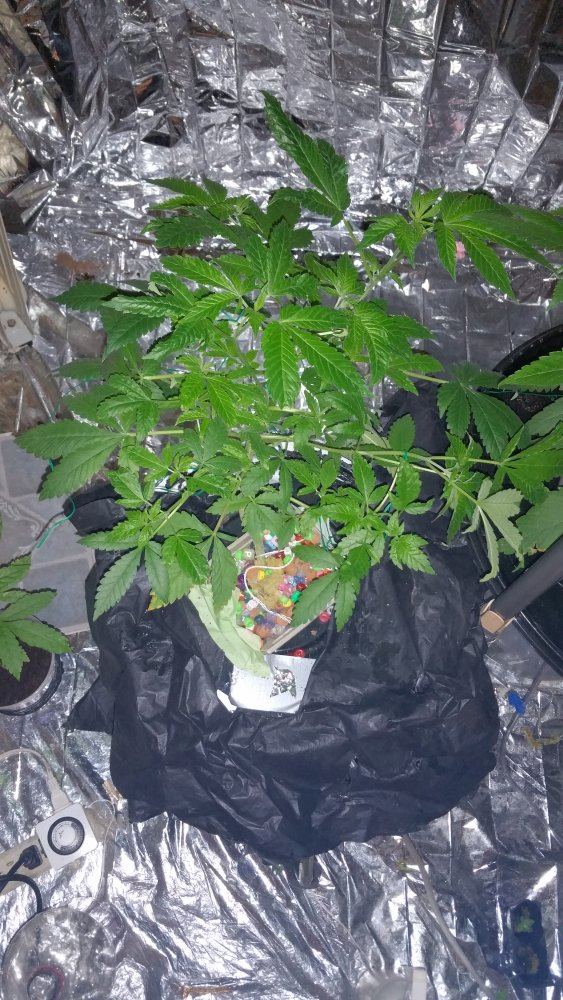 I need help ran out of grow nutrient 2